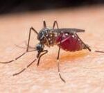 Egypt declared malaria-free by World Health Organization