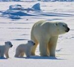 Polar bears face higher risk of disease in a warming Arctic