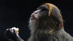 Twelfth monkey dies in Hong Kong zoo amid bacterial outbreak